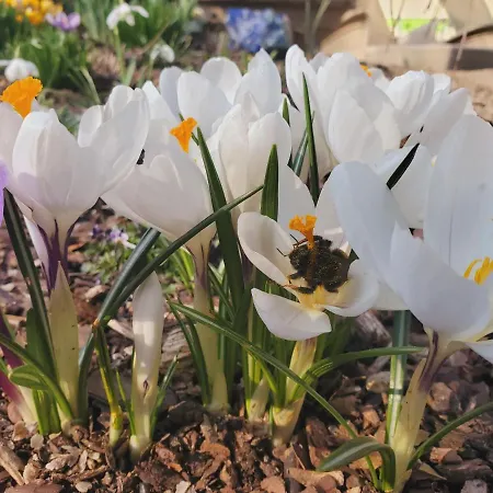 Am Nationalpark Gasthof 3*